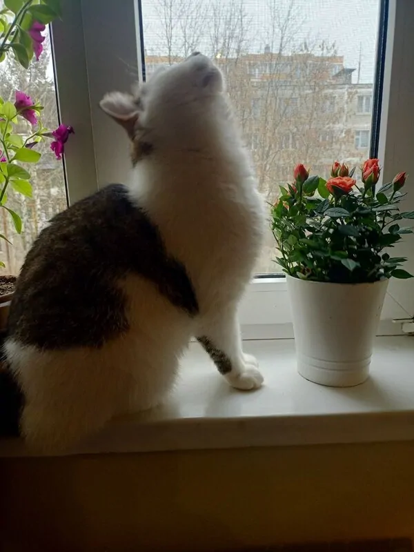 Кошка на окне © oknamedia 