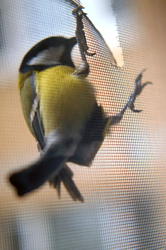 Птица на москитной сетке © Фотобанк Лoри