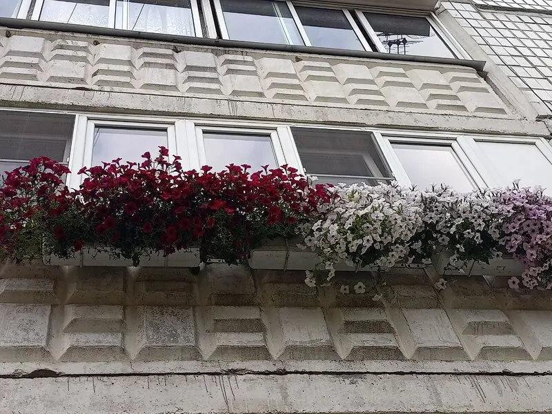Петуния на балконе обычной пятиэтажки © oknamedia 